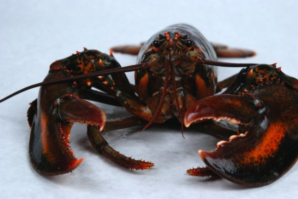 Lobster Habitat Map and Behavior Information Supplier Fresh Water