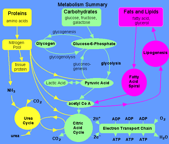 Metabolism of Fats and Proteins and Control of Metabolism and Metabolic
