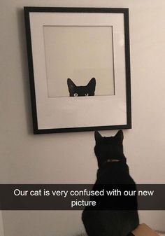 funny cat pictures