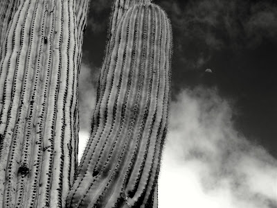 Arizona, cactus, contrast, moon, photoshop Arizona, cactus, contrast, moon, photoshop