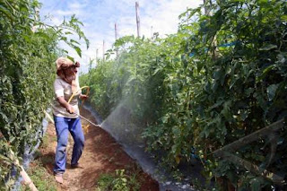 Pestisida mengendalikan ulat pada tanaman sayuran.