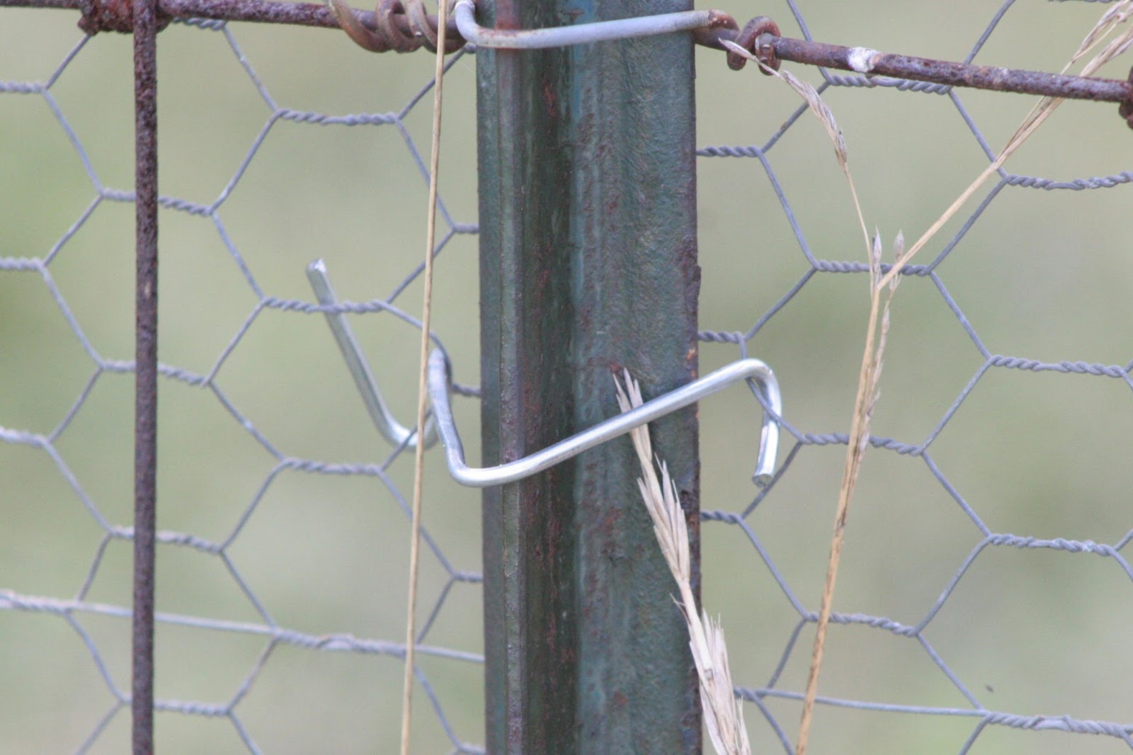 A Fly on Our (Chicken Coop) Wall A Redneck, Fake Farmer's Guide to