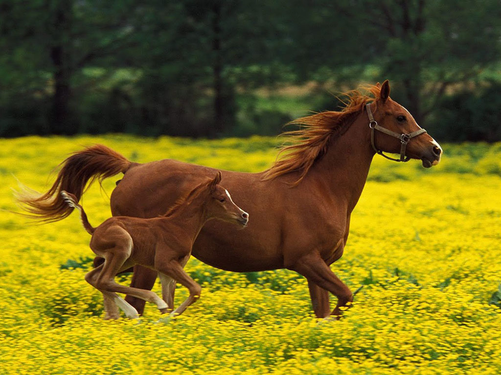 Gambar Binatang Wallpapersforfree Kuda Anaknya Haiwan
