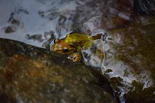 yellow frogs in Costa Rica