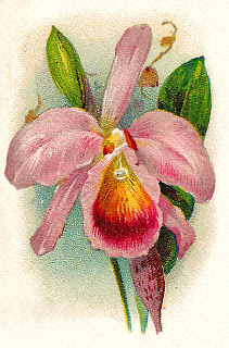 antique orchid illustration flower orchid trade card illustration antique digital download