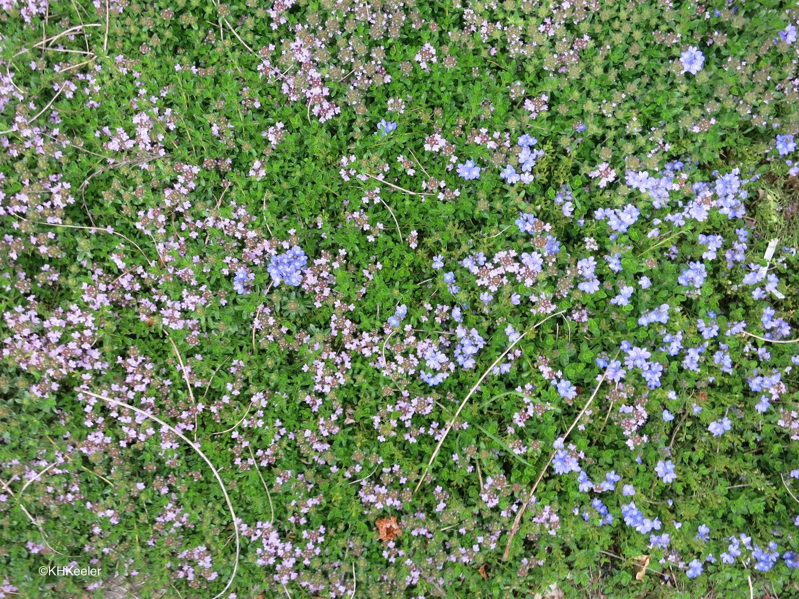 A Wandering Botanist Plant StoryThyme Lawn