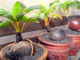 Cara Membuat Bonsai Kelapa Bercabang