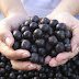 The Acai Berry Weight Loss Myth