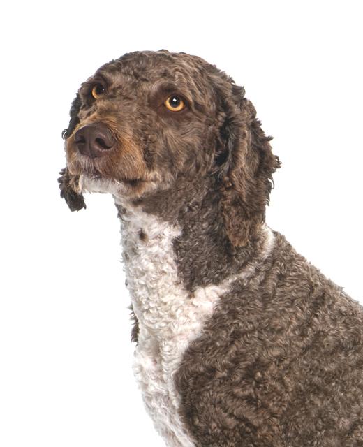 Everything about your Spanish Water Dog Luv My Dogs