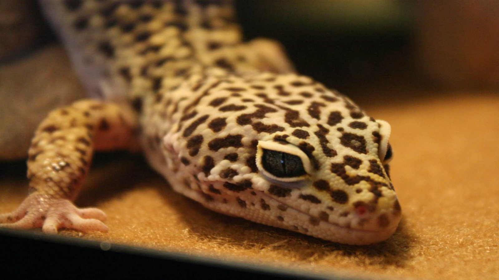 International Slides How to Take Care of a Leopard Gecko