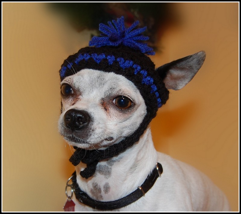 Posh Pooch Designs Basic Chihuahua and Small Dogs Beanie Hat Posh