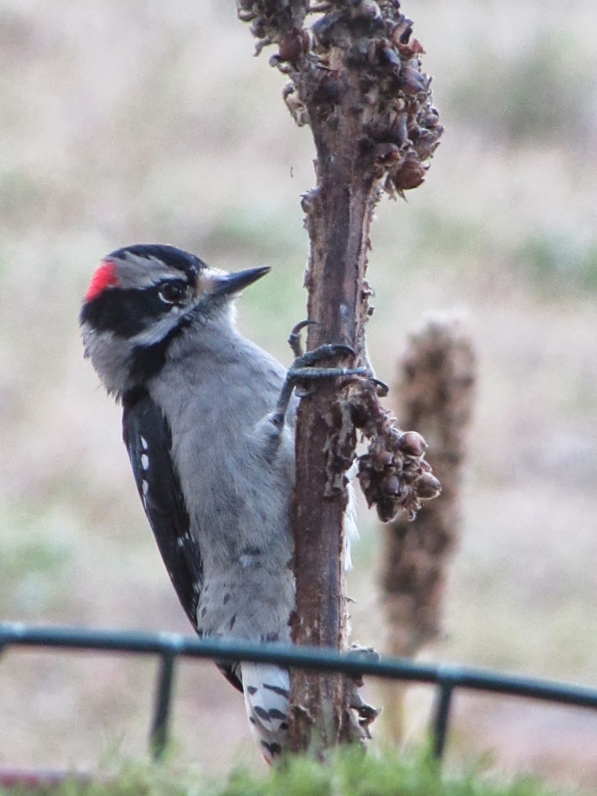 Garden Grumbles and Cross Stitch Fumbles An Owl and Yet More Woodpeckers