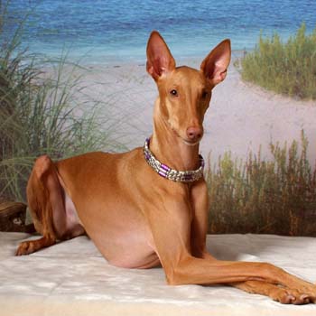 dogs dogger: Pharaoh Hound Dog Description, History and ...