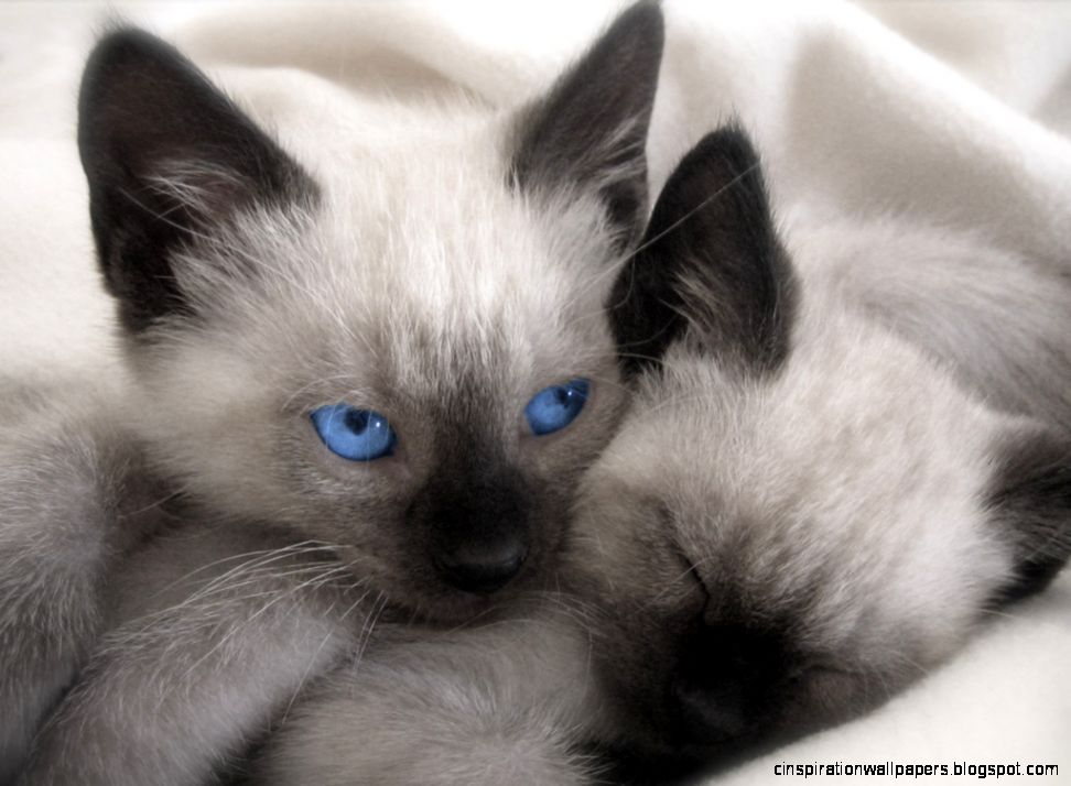 Blue Point Siamese Kitten
