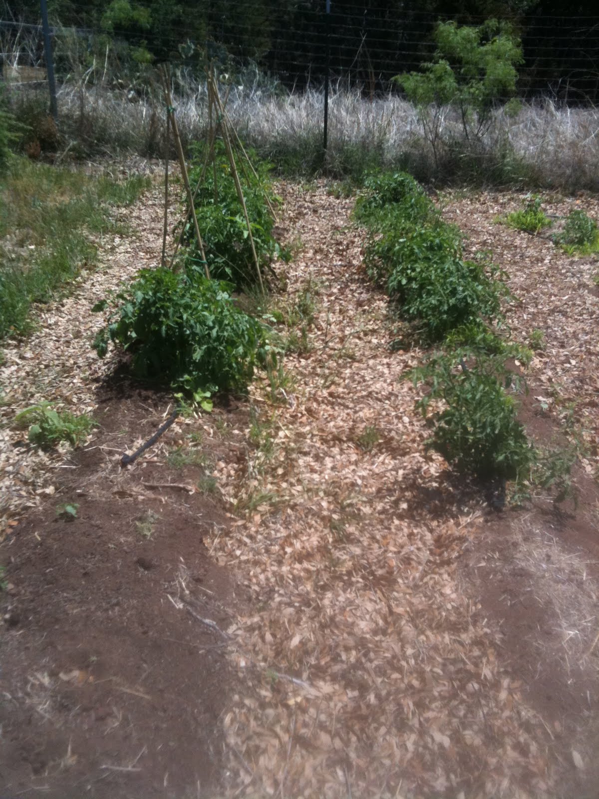 The Accidental Huswife Are Oak Leaves Safe for Garden Mulch?