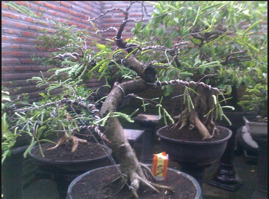 Bonsai Asam Jawa Yang Unik dan Harga Yang Terjangkau