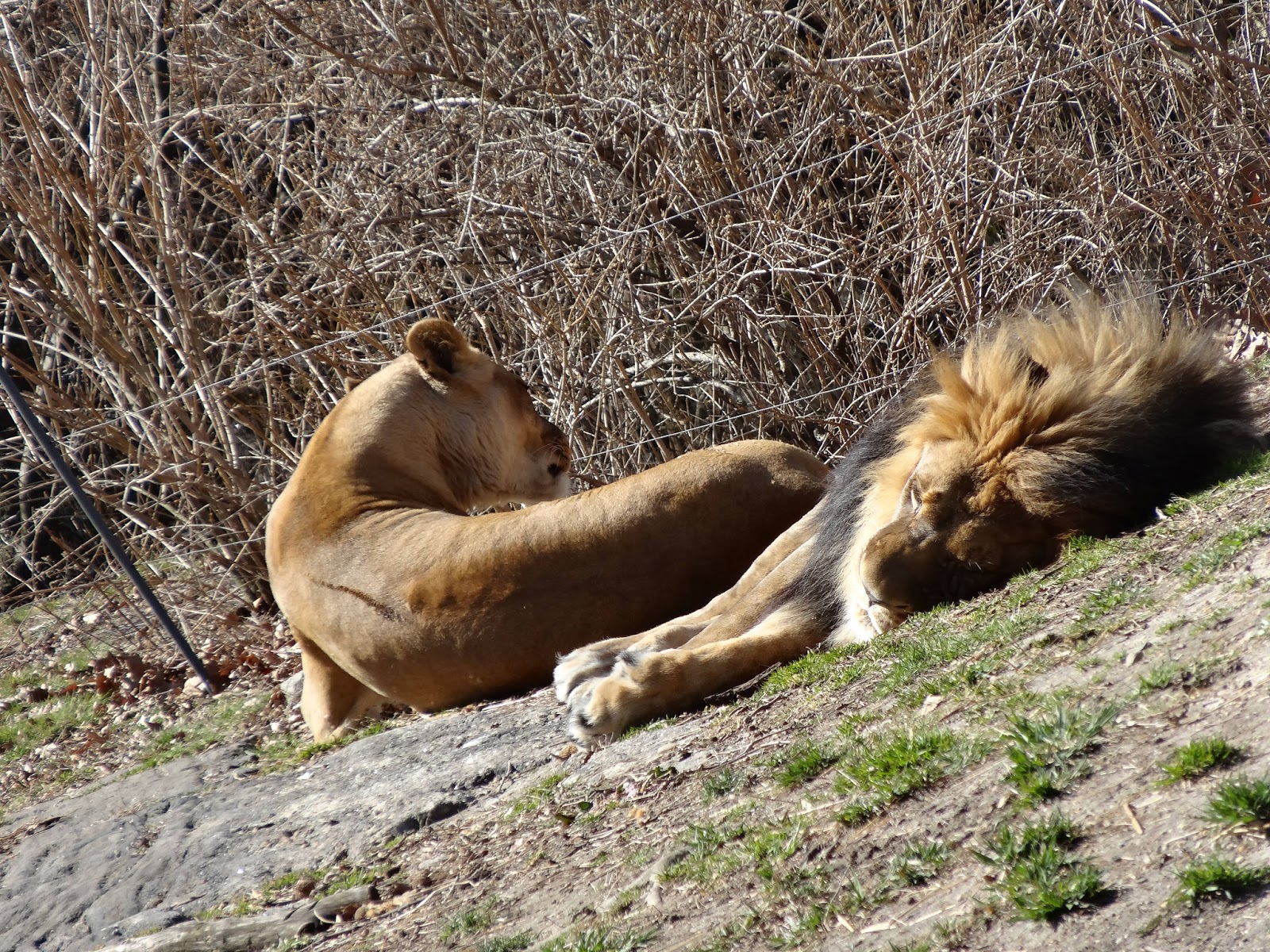 Stu the Zoo Do animals get bored in zoos?