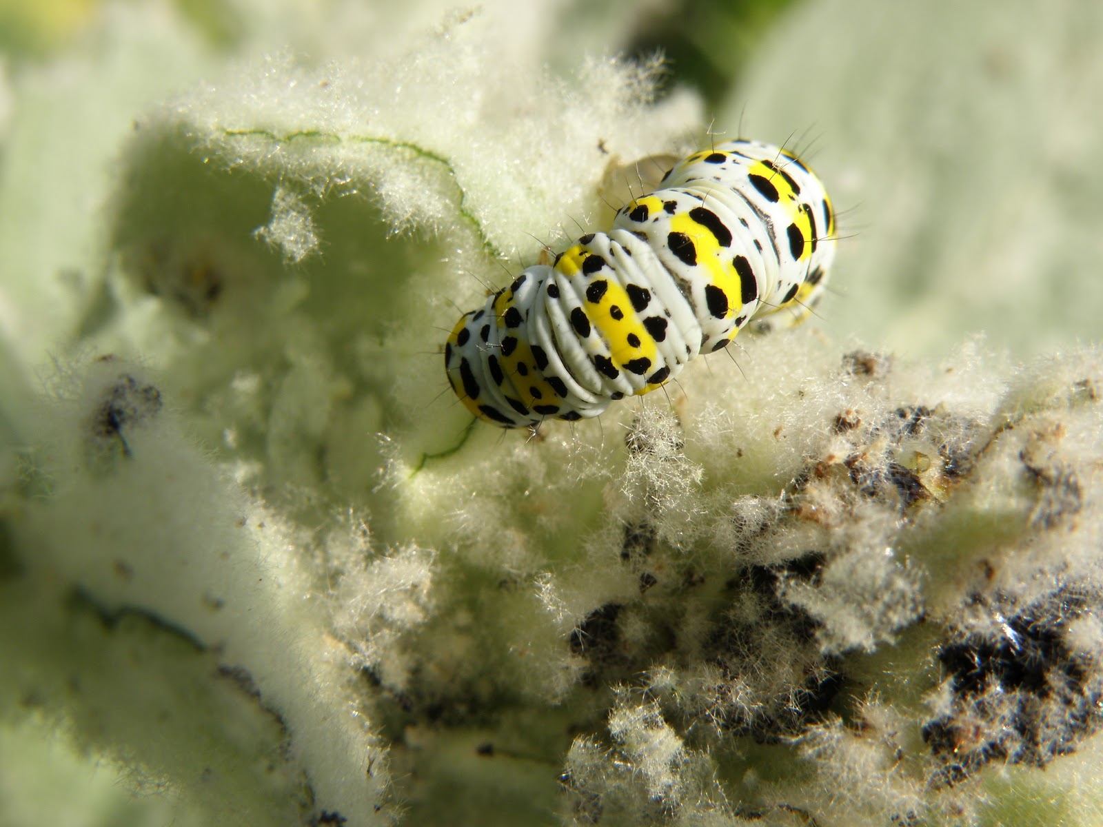 Le Jardin d'Hélène une chenille mangeuse de bouillon blanc