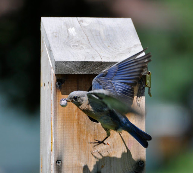 Bird In Everything Eastern Bluebird Nest