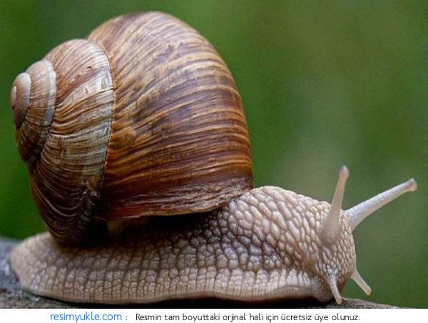 FETVALARGÜNCEL MESELELERE DİNİ FETVALAR FETVALARGÜNCEL MESELELERE DİNİ FETVALAR