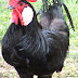 Minorca Chicken