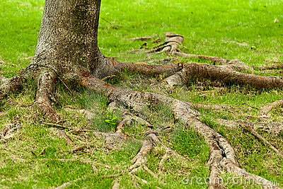 Earthworks St Peter Minnesota Behold The Tree Trunk Realizing How Far Out The Roots Can Go Might Stop Us From Inadvertently Destroying Them With Digging Or Frequent Driving Over Root Zone Area