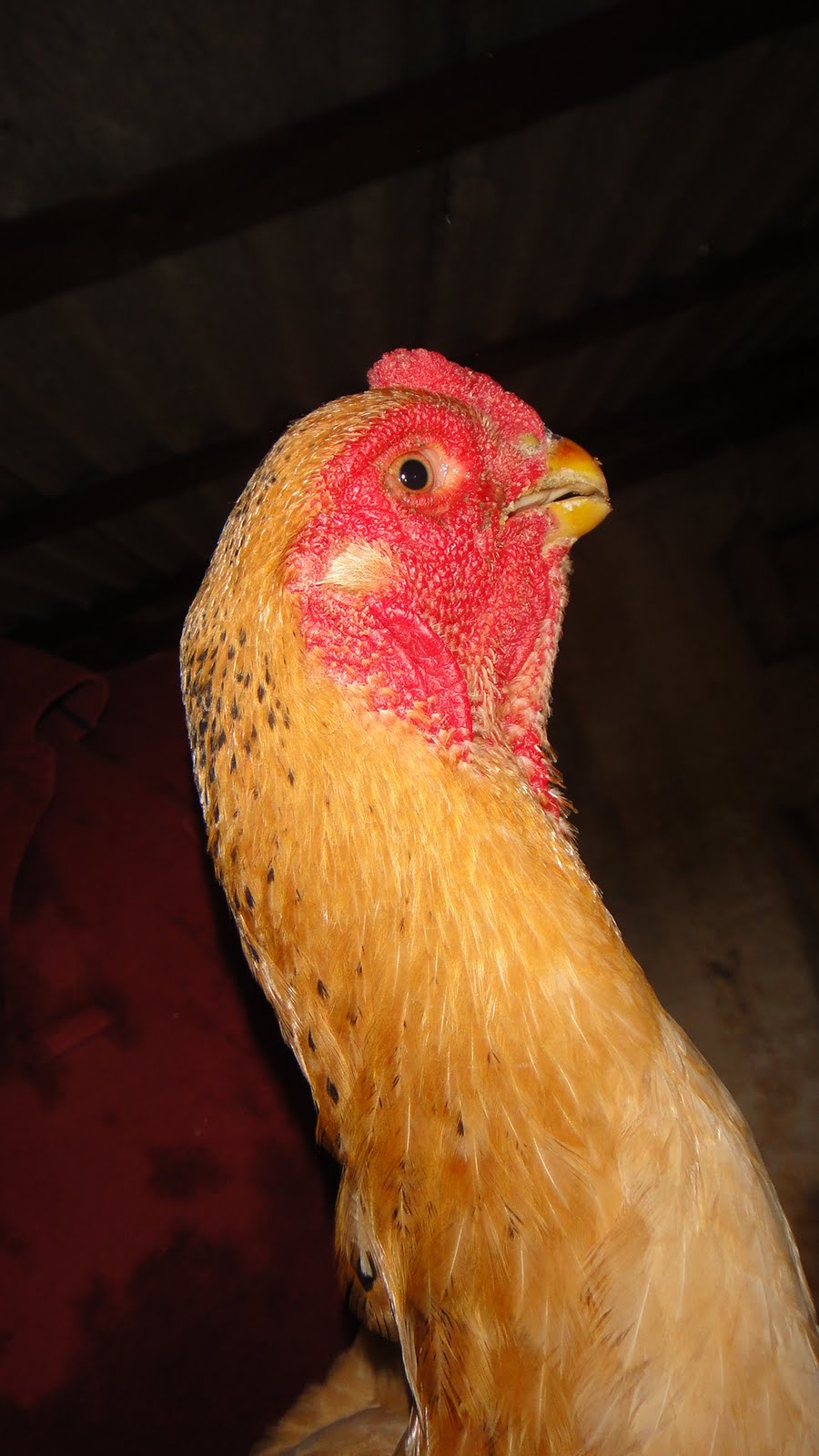 Galo Indio de Bico Curto TaboadoMS Matrizes Bico Curto