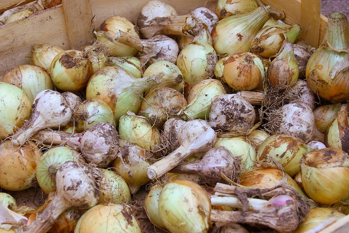 HOW TO GROW JAPANESE ONION SETS The Garden of Eaden