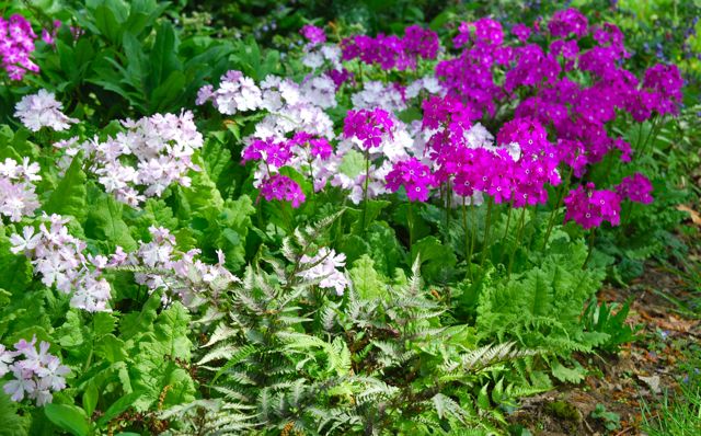 I was captivated by the large planting of light and dark pink Japanese woodland primroses (Primula sieboldii). 