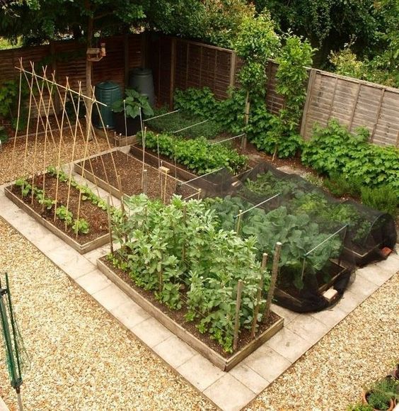 Huertos urbanos en casa | Plantas