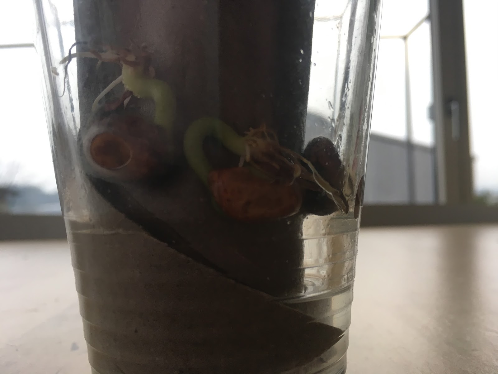 Keimung von Samen: 2017