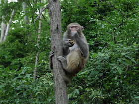 monkey eating a stolen mangosteen in Guiyang