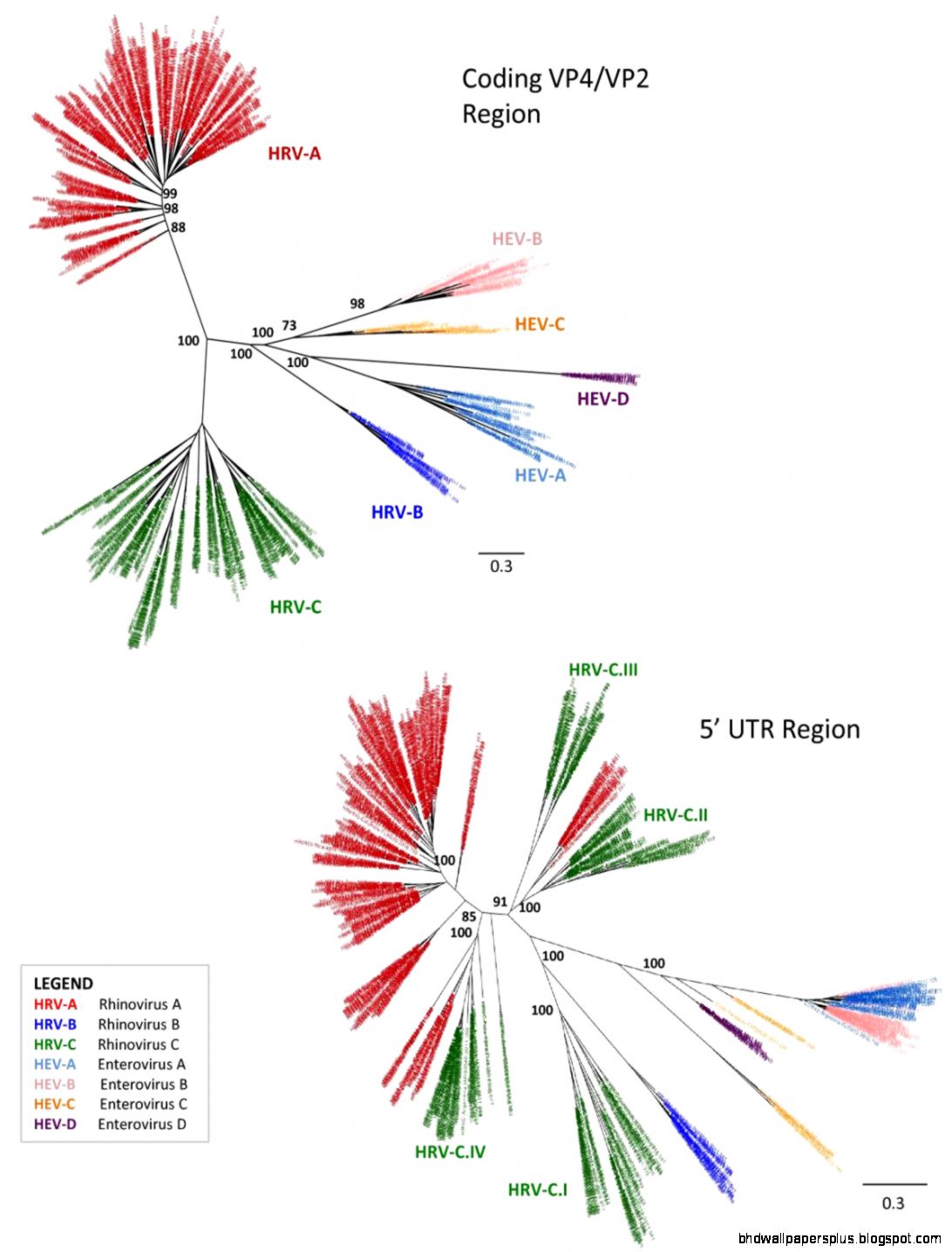 Enterovirus   Wikipedia the free encyclopedia