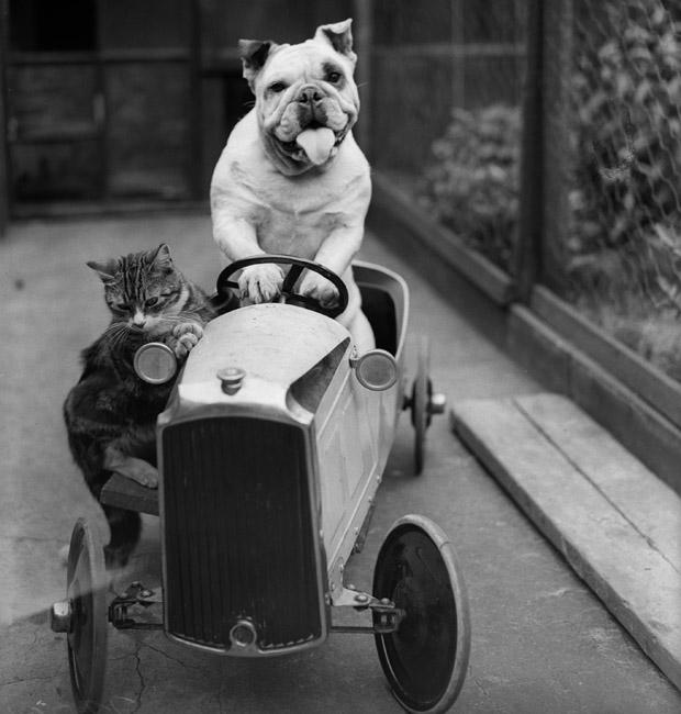 Vieilles photos d’animaux et de personnes d’autrefois