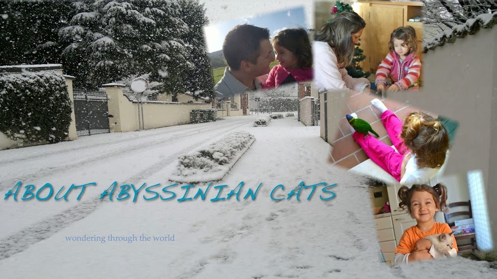 About Abyssinian Cats