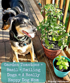 Teutul knows how to make his #dogmom happy: Garden Tomatoes + Basil + A Smiling Dog = Happy Mama #seniordog #rescuedog #adoptdontshop #containergarden #LapdogCreations ©LapdogCreations