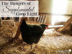 chicken coop winter supplemental adding against case hours