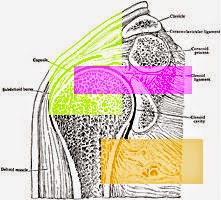Opinion essay topics image