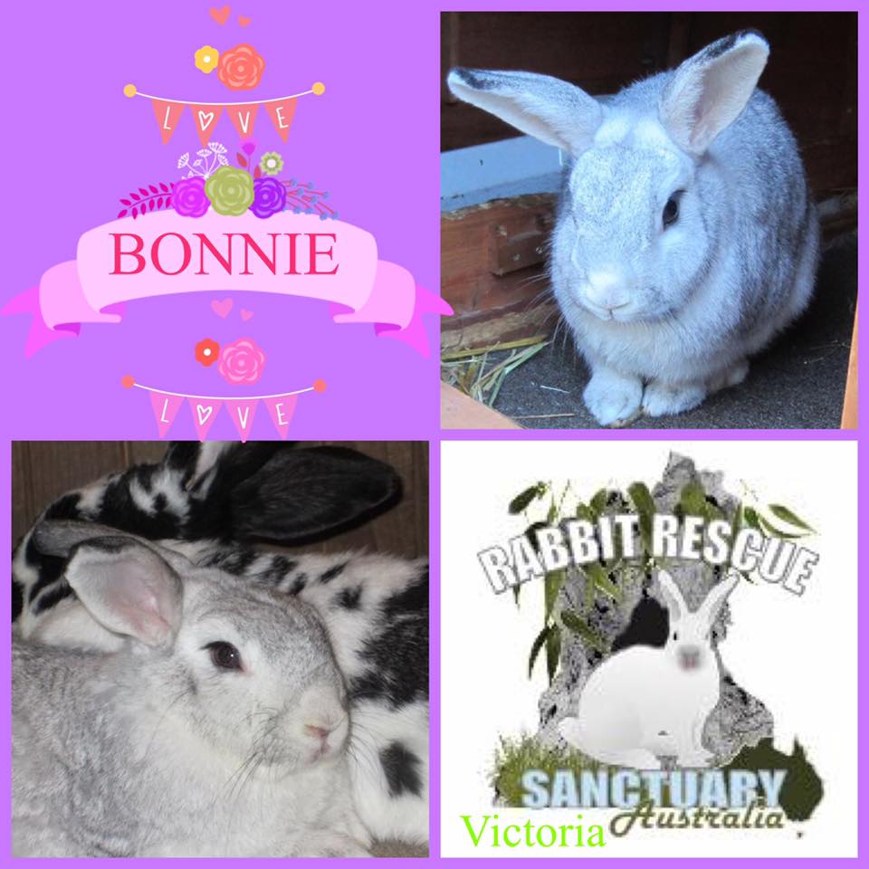 Rabbit Rescue Sanctuary HOME FOR A PAIR OF MELBOURNE RESCUE RABBITS
