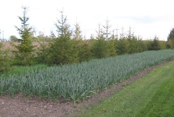 Offering  Ivan Seed Garlic