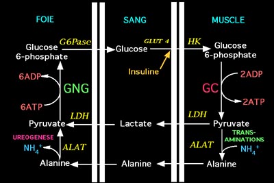 Cours Biochimie Metabolique Metabolisme Energetique Net Faculte