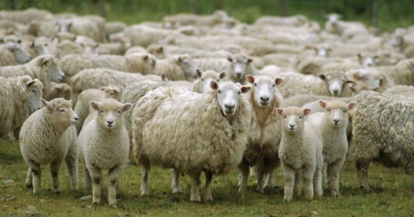 Besmelesiz kesilen hayvanın eti DİNİMİZ İSLAM