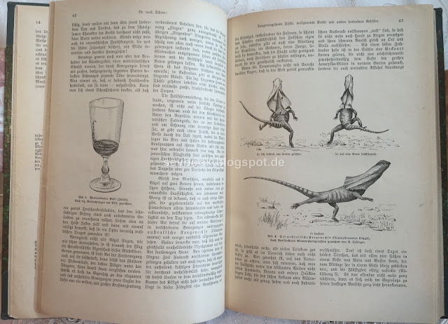 Kosmos. Handweiser für Naturfreunde. III. Jahrgang 1906