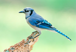 jay birds bird jays wild paradise bluey flying pretty rare azul feeders teal canvas toronto