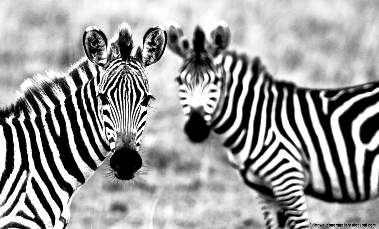 High Resolution Black and White Zebra