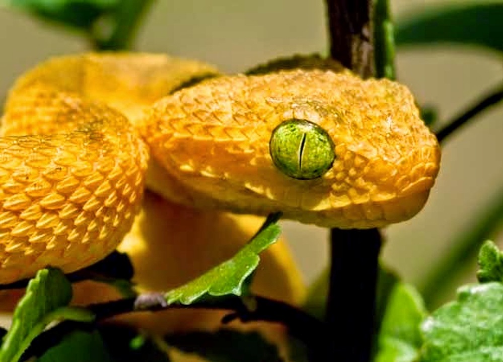 Amazing Yellow. Календарь со змеей. Амазинг еллоу