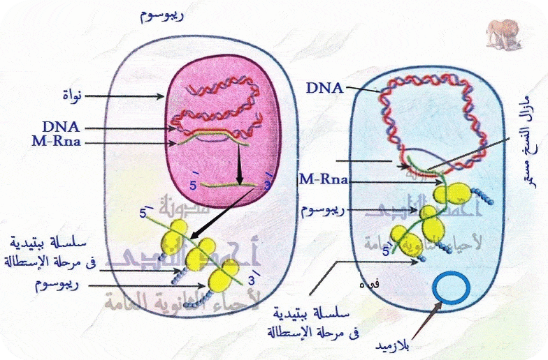 الفرق بين RNAs  فى أوليات ( بدائيات ) النواة  و   RNAs  فى حقييقيات النواة أو الفرق بين نسخ    m-RNA فى أوليات النواة ( بدائيات )  و  نسخ  m-RNA فى حقيقيات النواة - الثالث الثانوى