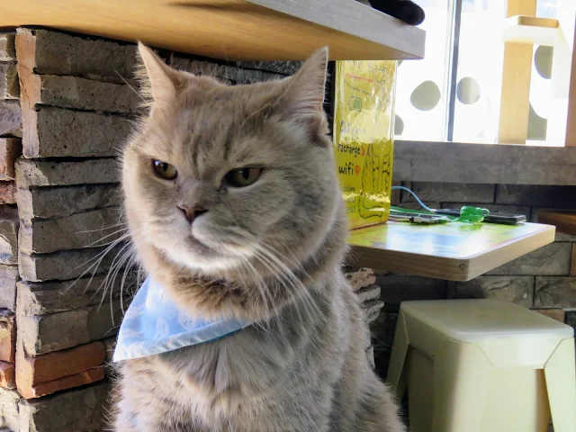 Cat with a blue bandana at a cat cafe in Seoul South Korea