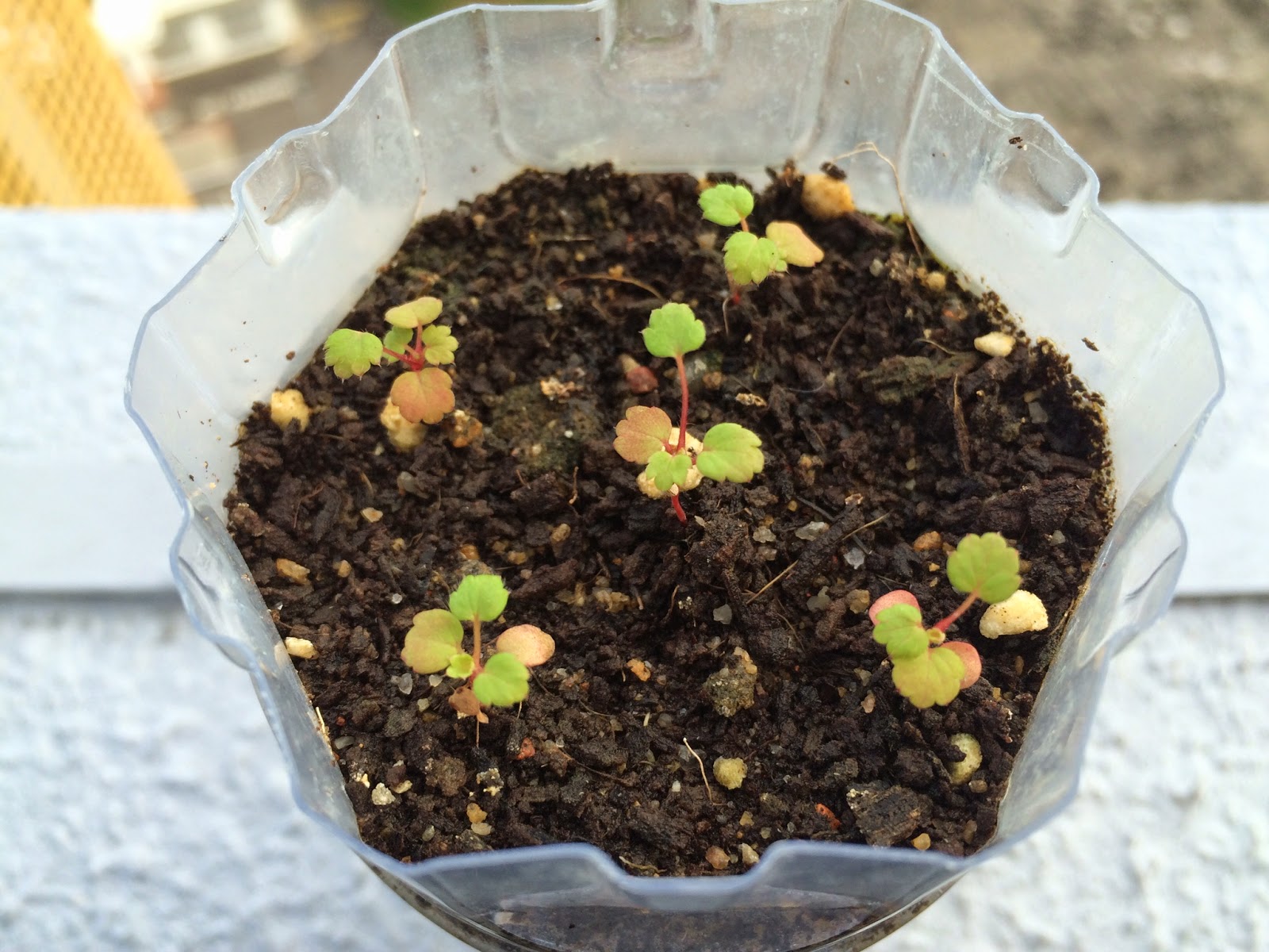 SG My Garden Is Good: Growing strawberry plants from seeds in Singapore