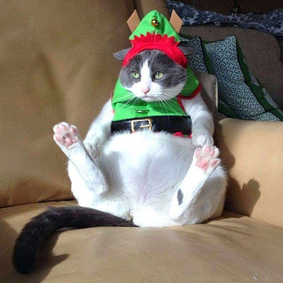These Pets Don’t Know How to Enjoy Christmas